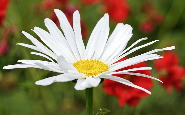 函轉國立清華大學師資培育中心謹訂於112年5月25日（星期四）辦理「教學卓越：生態教育vs.校本課程」線上論壇，詳如說明，請查照。